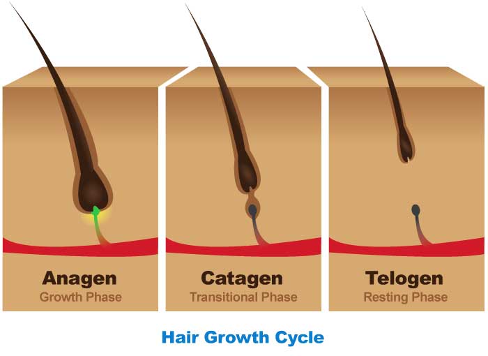 The hair growth cycle, which goes from anagen, to catagen, and finally to telogen.